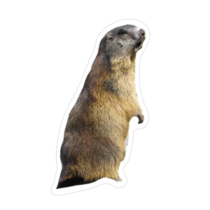 un immagine di Marmotta